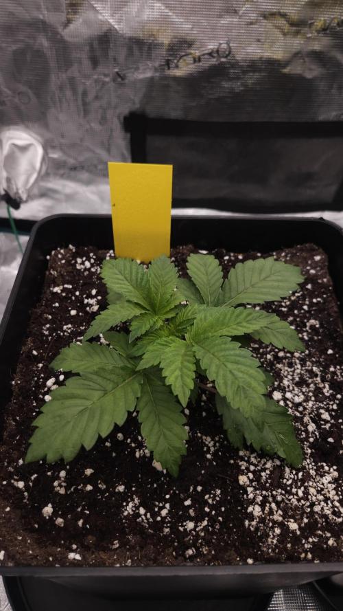 Dutch passion-Hifi 4g. Week 3