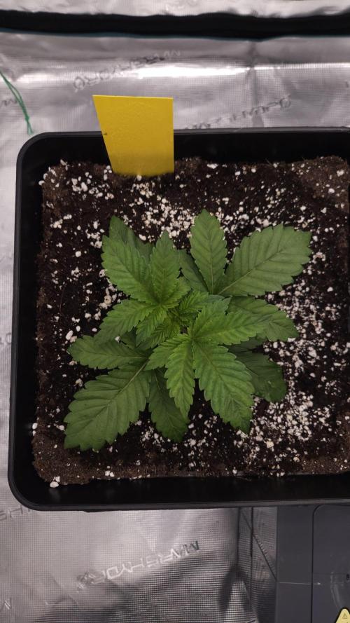 Dutch passion-Hifi 4g. Week 3