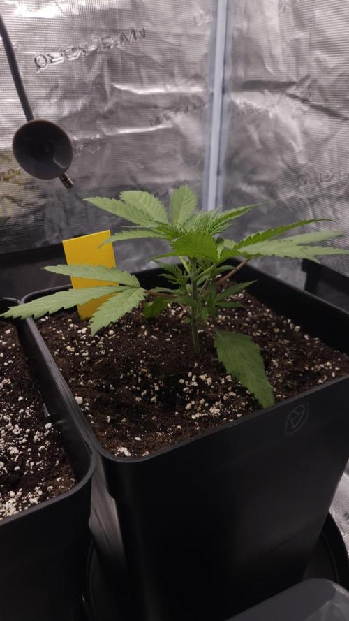 Dutch passion-Think fast. Week 3