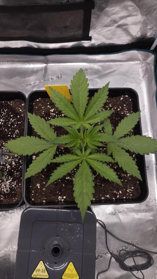 Dutch passion-Think fast. Week 3