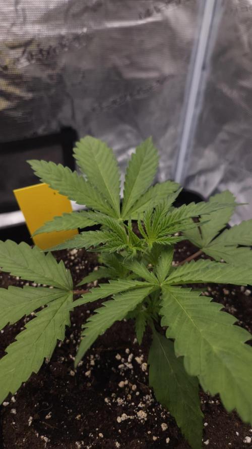 Dutch passion-Think fast. Week 3