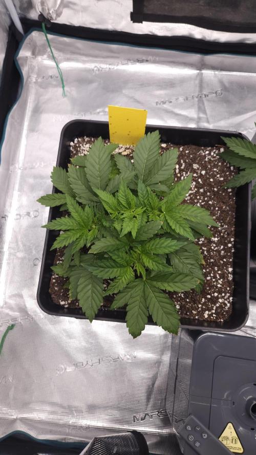 Dutch passion-Hifi 4g. Week 4