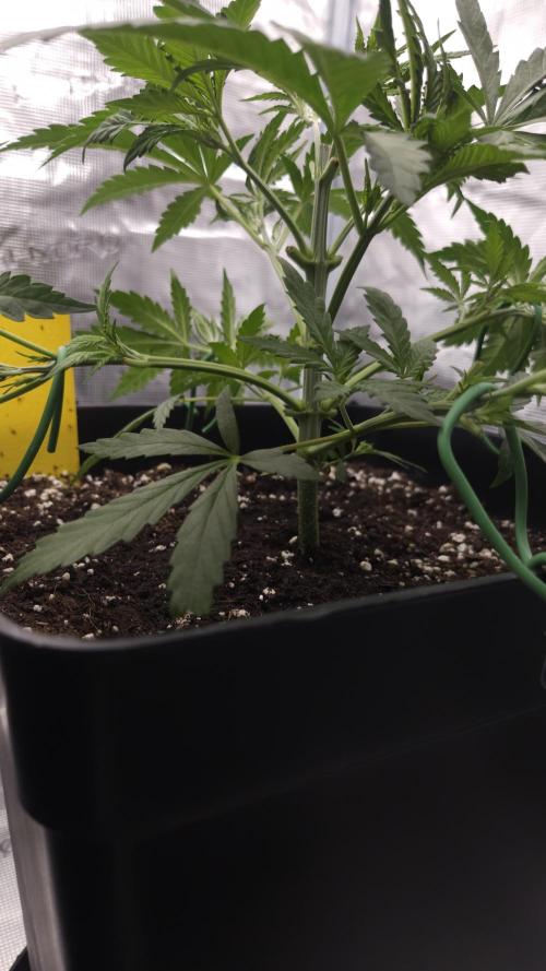 Dutch passion-Think fast. Week 4