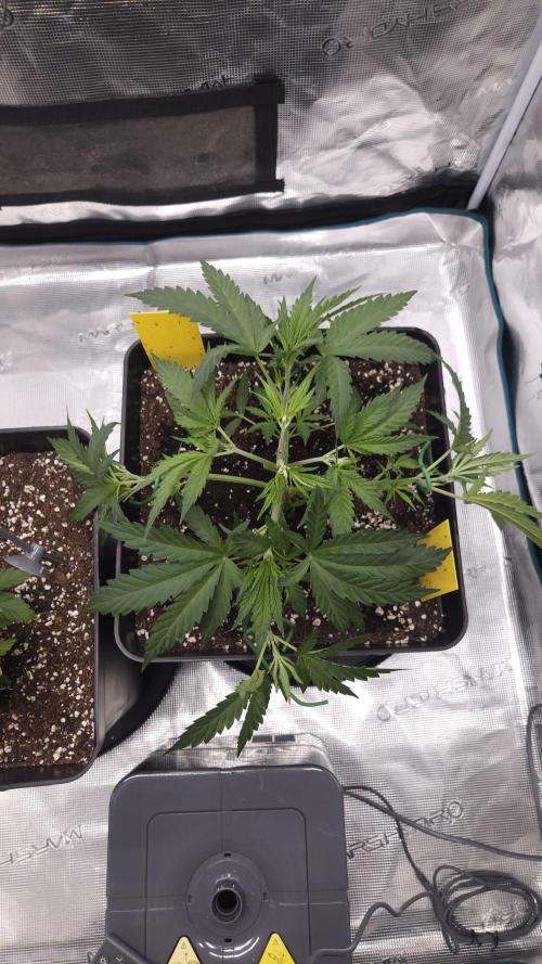 Dutch passion-Think fast. Week 4