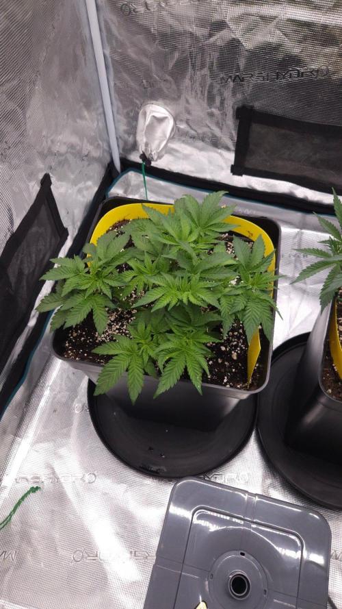 Dutch passion-Hifi 4g. Week 5