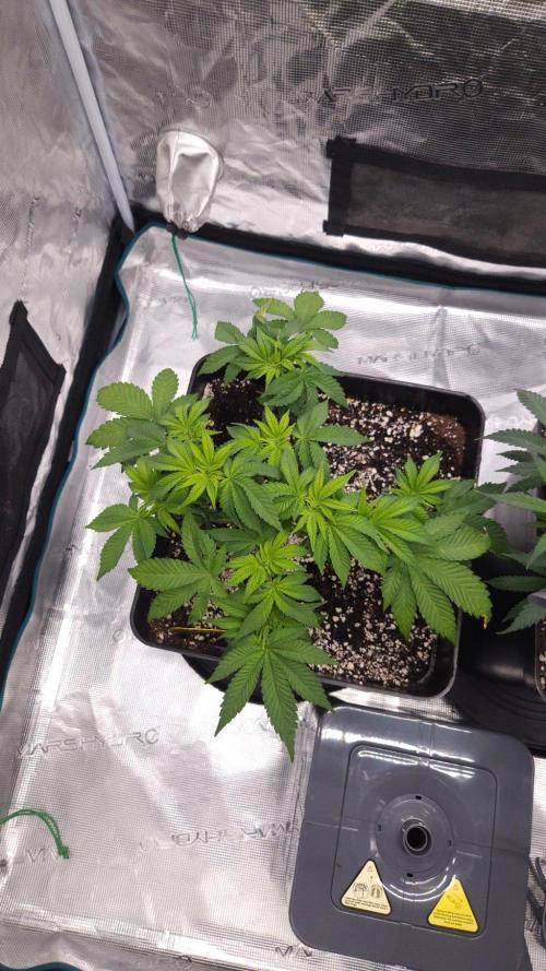 Dutch passion-Hifi 4g. Week 6