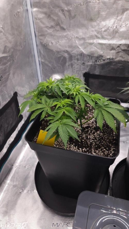 Dutch passion-Hifi 4g. Week 6