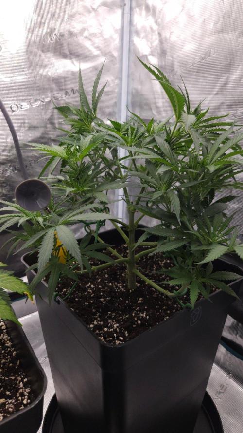Dutch passion-Think fast. Week 6