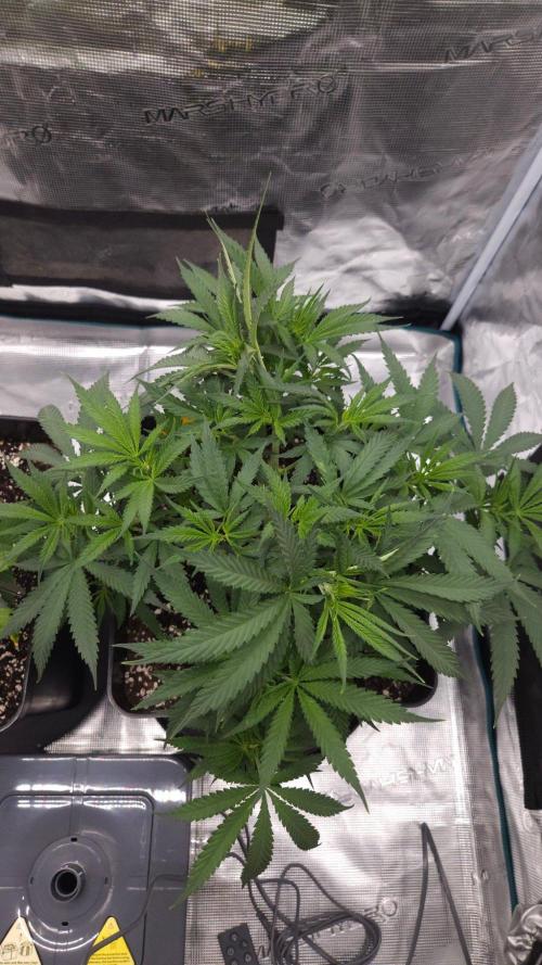 Dutch passion-Think fast. Week 6