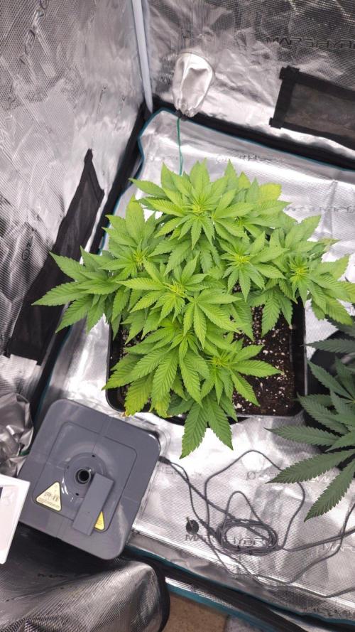 Dutch passion-Hifi 4g. Week 7