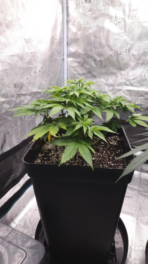 Dutch passion-Hifi 4g. Week 7