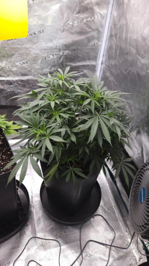 Dutch passion-Think fast. Week 7