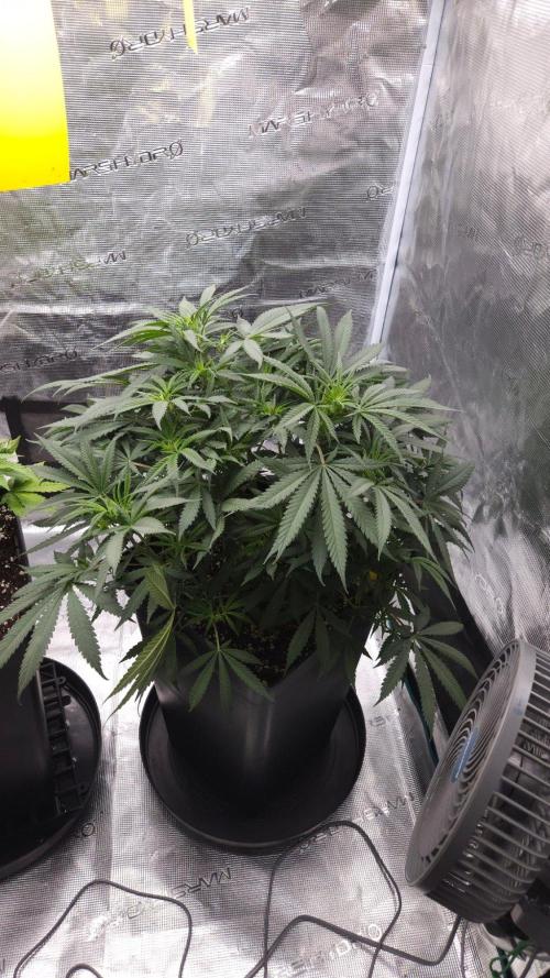 Dutch passion-Think fast. Week 7