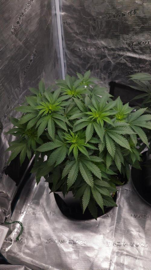 Dutch passion-Hifi 4g. Week 8