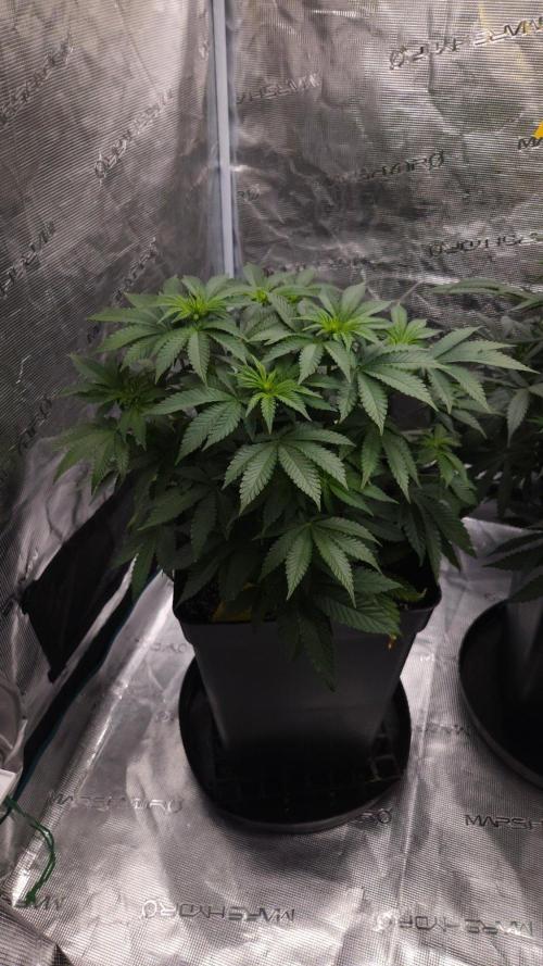 HiFi 4G. Week 8