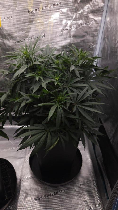 Dutch passion-Think fast. Week 8