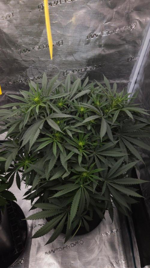 Dutch passion-Think fast. Week 8