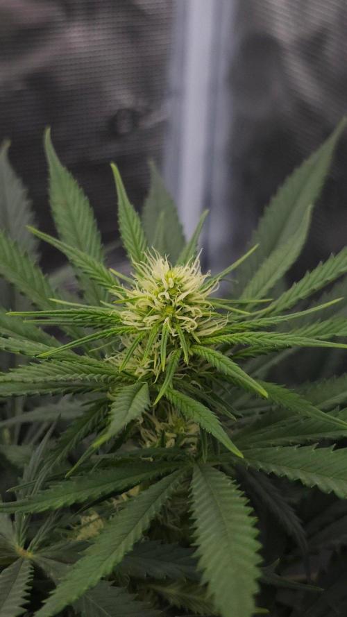 Dutch passion-Think fast. Week 9