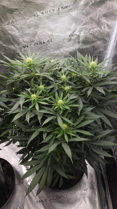 Dutch passion-Think fast. Week 9