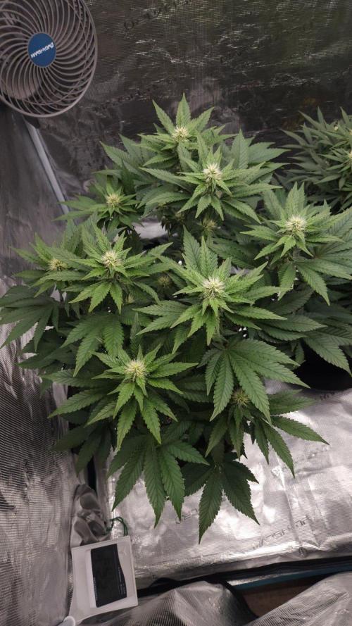 Dutch passion-Hifi 4g. Week 10