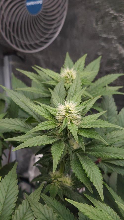 Dutch passion-Hifi 4g. Week 10