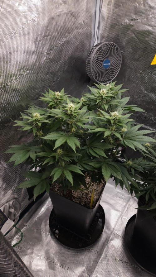 Dutch passion-Hifi 4g. Week 10