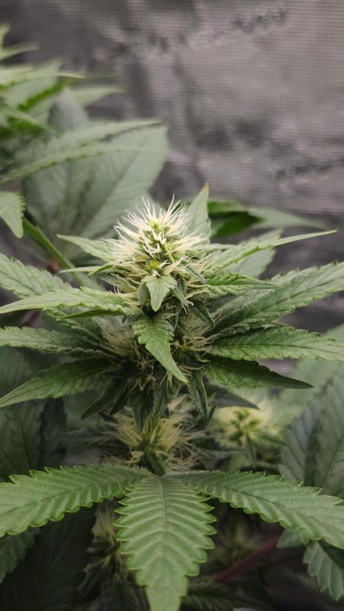 Dutch passion-Hifi 4g. Week 10