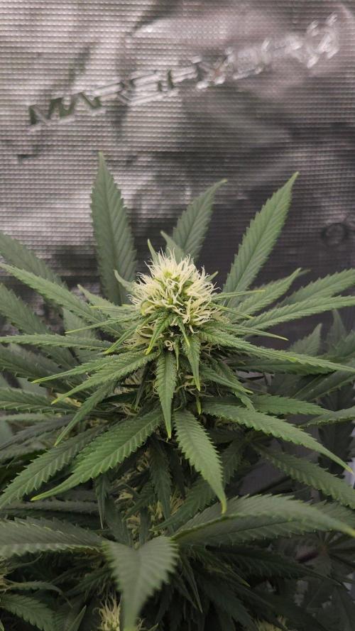 Dutch passion-Think fast. Week 10