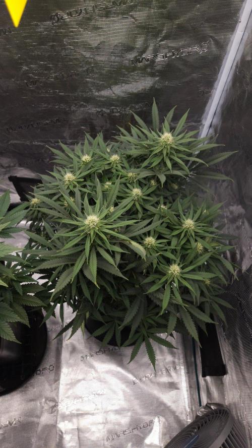 Dutch passion-Think fast. Week 10