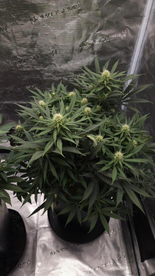 Dutch passion-Think fast. Week 10