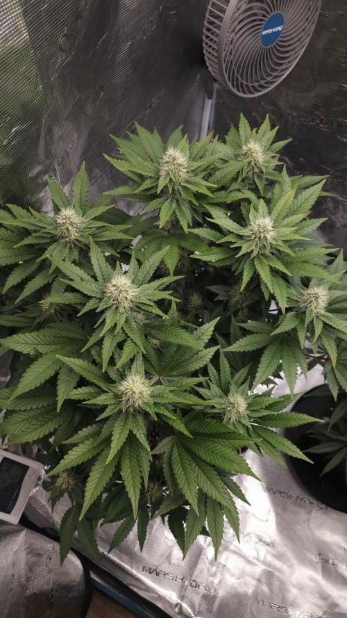 Dutch passion-Hifi 4g. Week 11