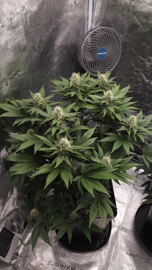 Dutch passion-Hifi 4g. Week 11