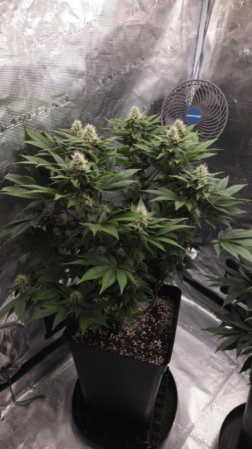 Dutch passion-Hifi 4g. Week 11