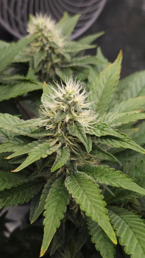 Dutch passion-Hifi 4g. Week 11
