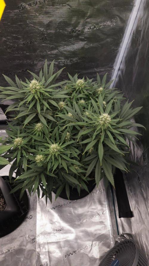 Dutch passion-Think fast. Week 11