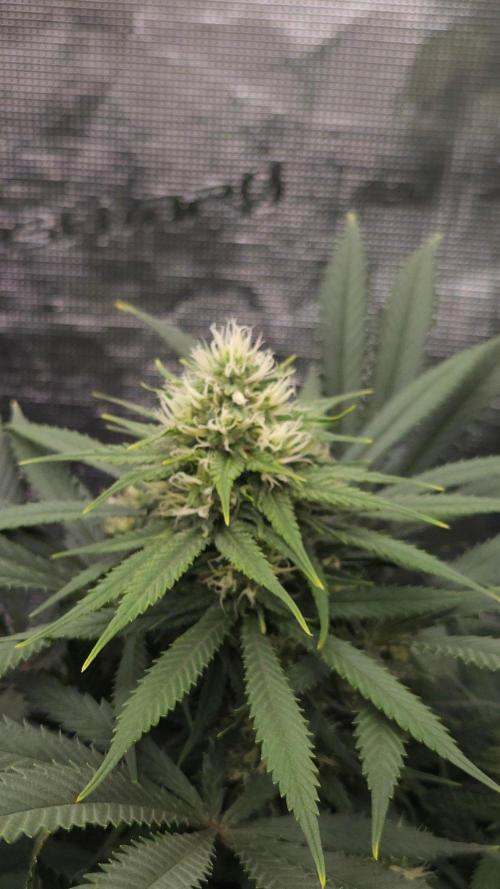 Dutch passion-Think fast. Week 11