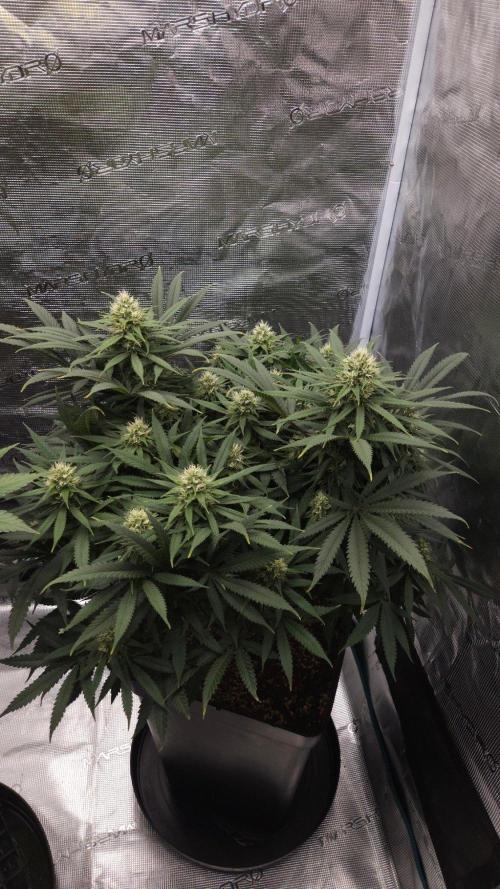 Dutch passion-Think fast. Week 11