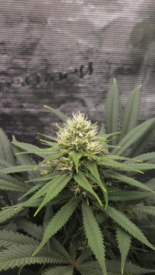 Dutch passion-Think fast. Week 11