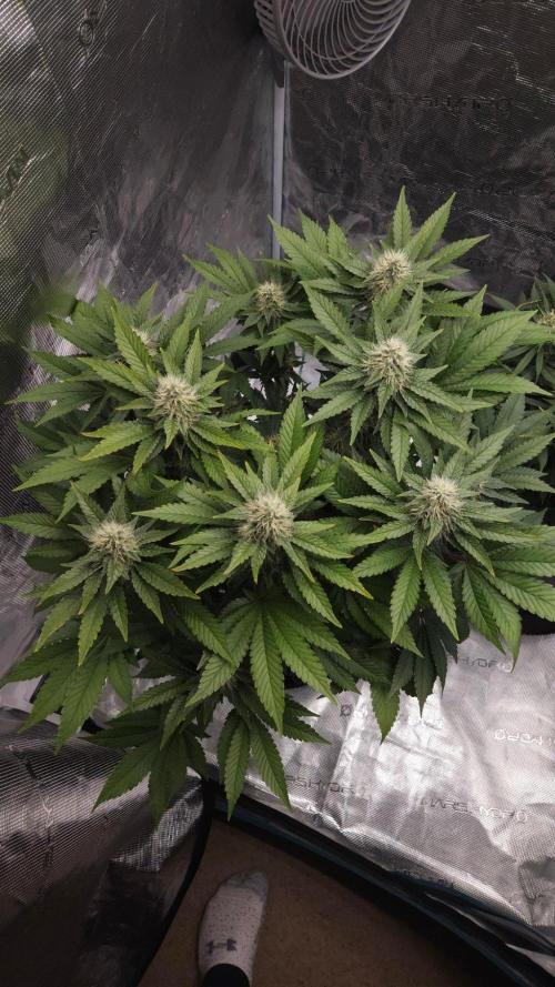 Dutch passion-Hifi 4g. Week 12