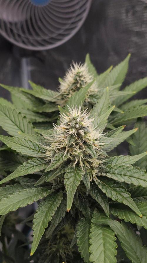 Dutch passion-Hifi 4g. Week 12