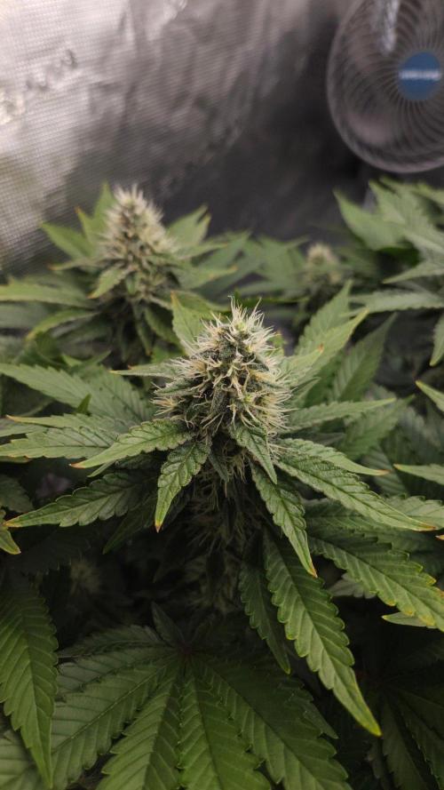 Dutch passion-Hifi 4g. Week 12