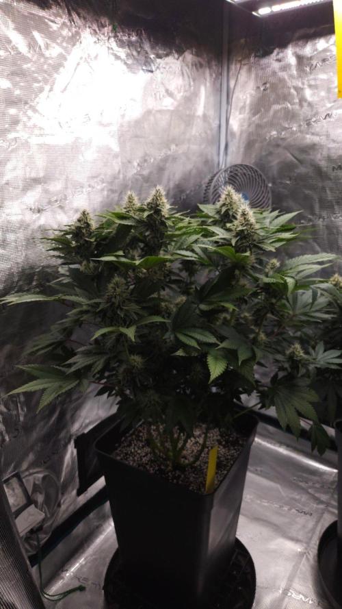 Dutch passion-Hifi 4g. Week 12