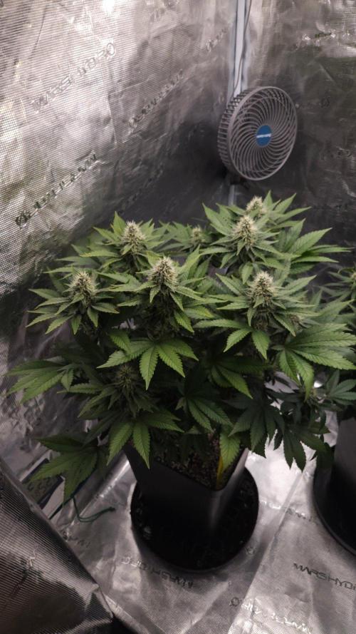 Dutch passion-Hifi 4g. Week 12