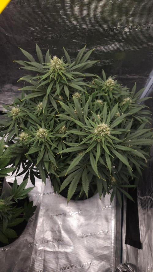Dutch passion-Think fast. Week 12