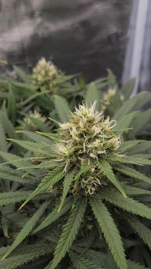 Dutch passion-Think fast. Week 12