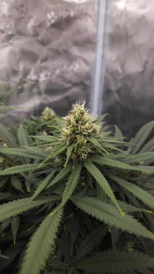 Dutch passion-Think fast. Week 12