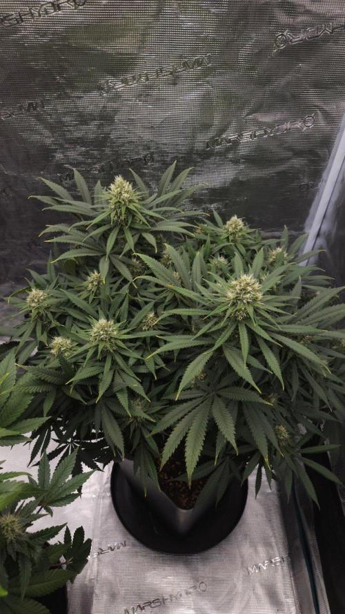 Dutch passion-Think fast. Week 12