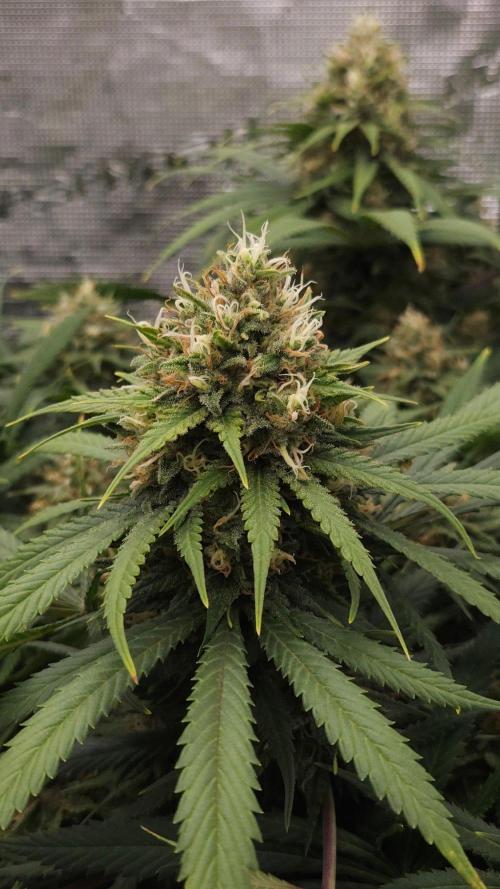 Dutch passion-Think fast. Week 13