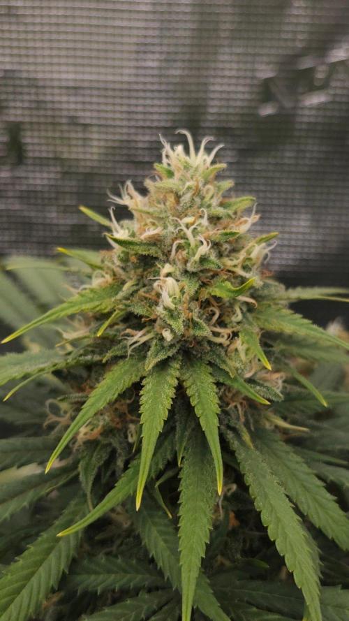 Dutch passion-Think fast. Week 13