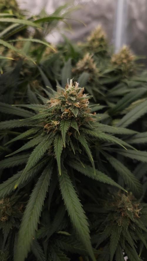 Dutch passion-Think fast. Week 13